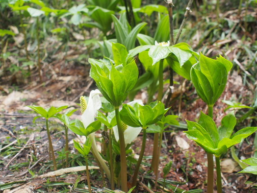 P7070034