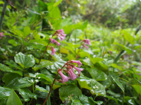 P7070014