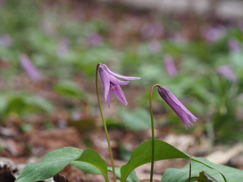 P5050078