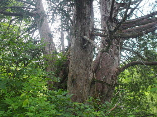 P7070069