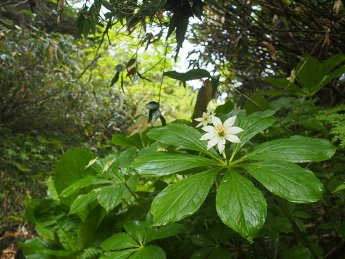 P7070009