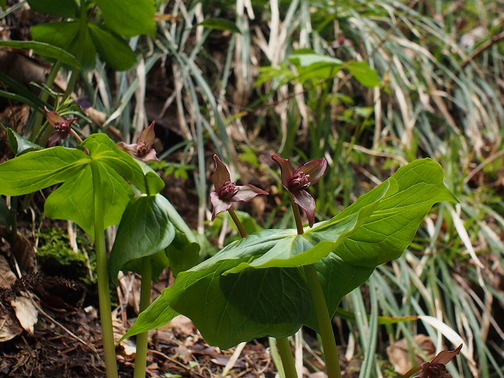 P4030061