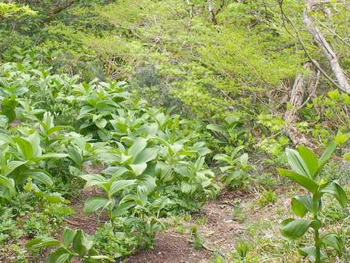 P6020292