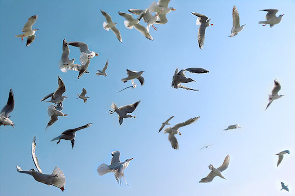 crazy-seagulls