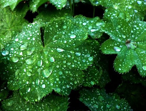 photo:leaves
