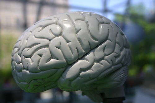 150601_brains_fimg.jpg