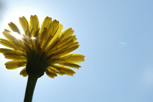 dandelion