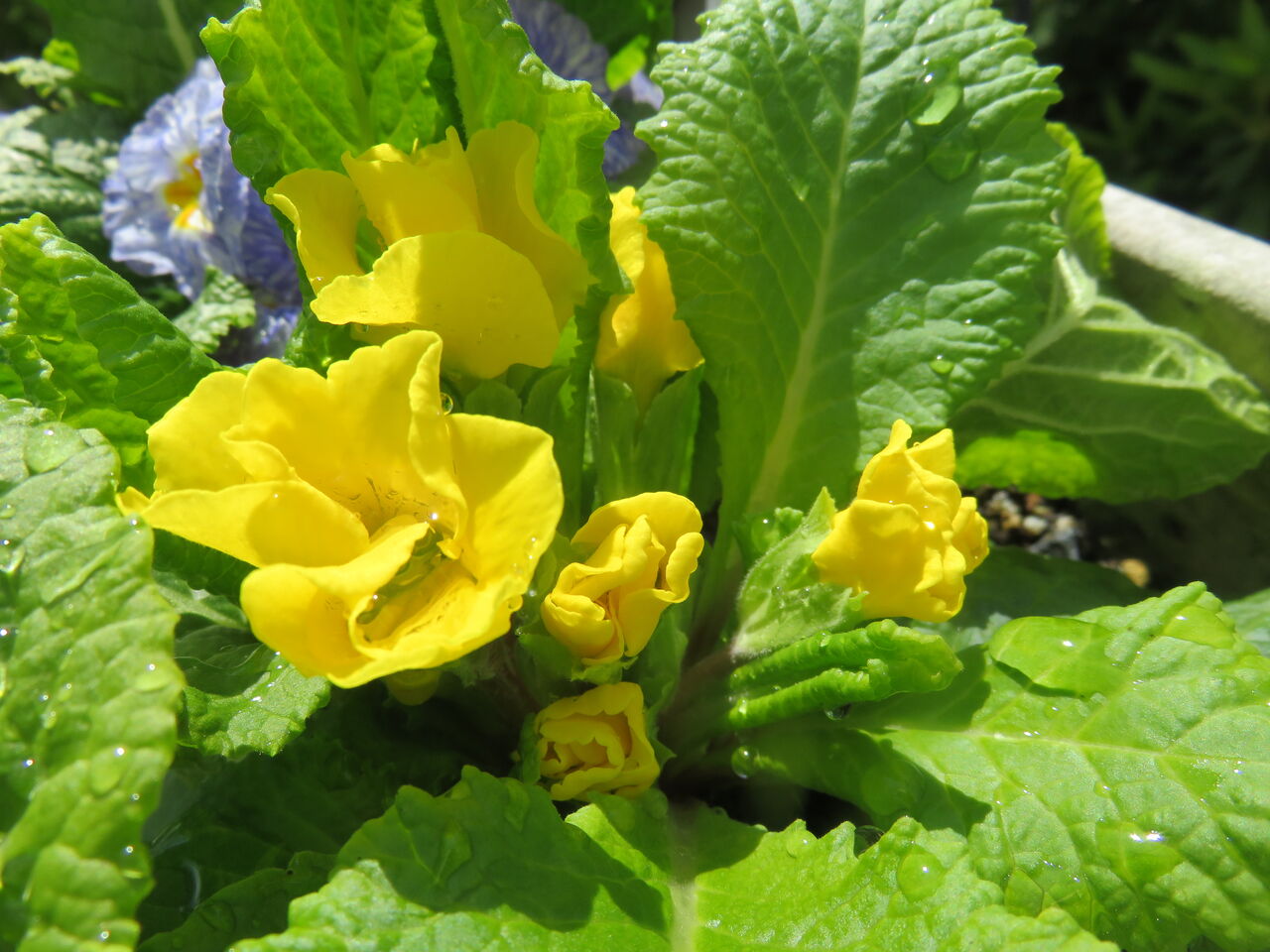 プリムラジュリアン ヒヨドリが来なくなって復活 小さな庭で