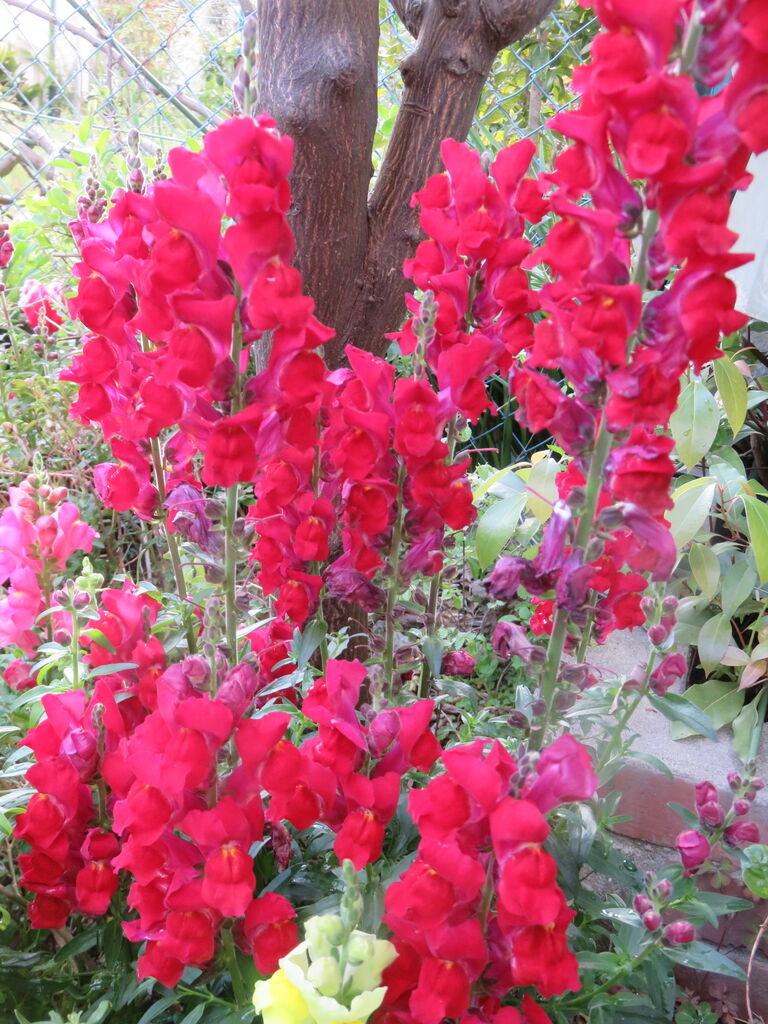 今年も咲いてくれた 金魚草 小さな庭で