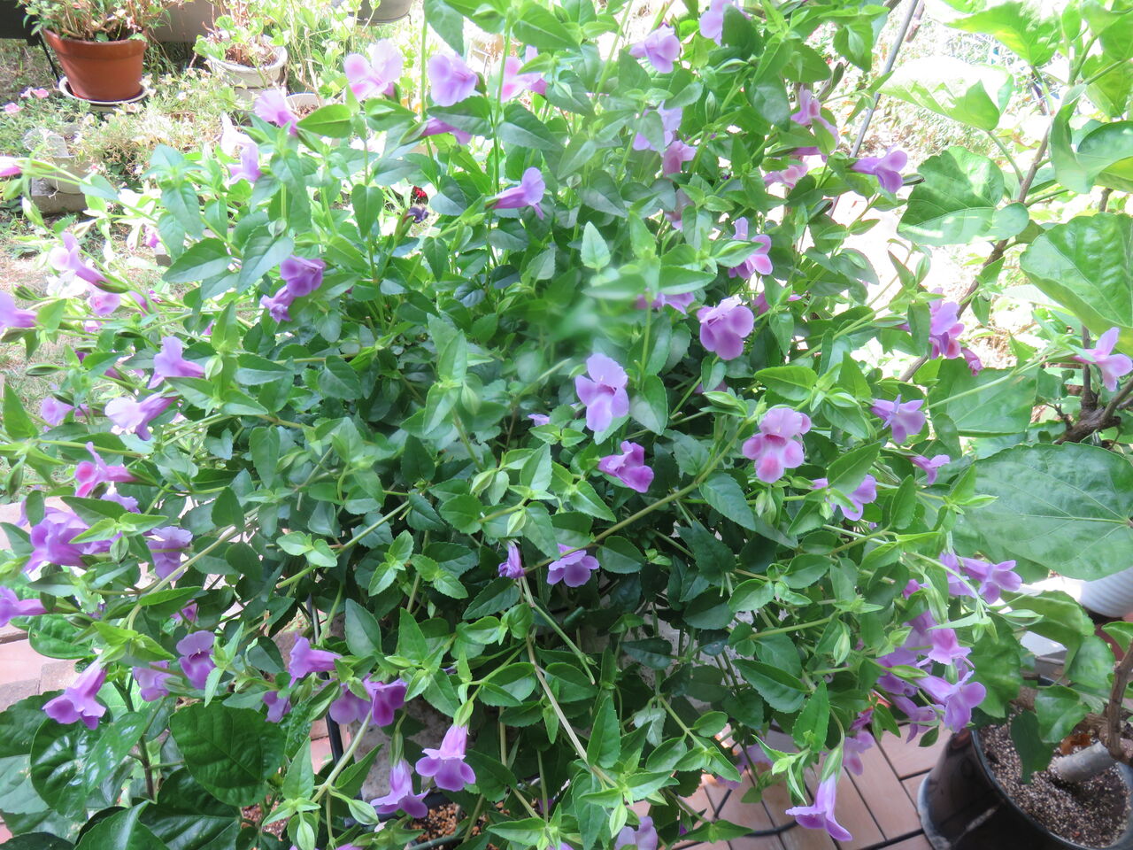 水遣り頑張っているので良く咲いてくれる トレニア 小さな庭で 水遣り頑張っているので良く咲いてくれる トレニア 小さな庭で