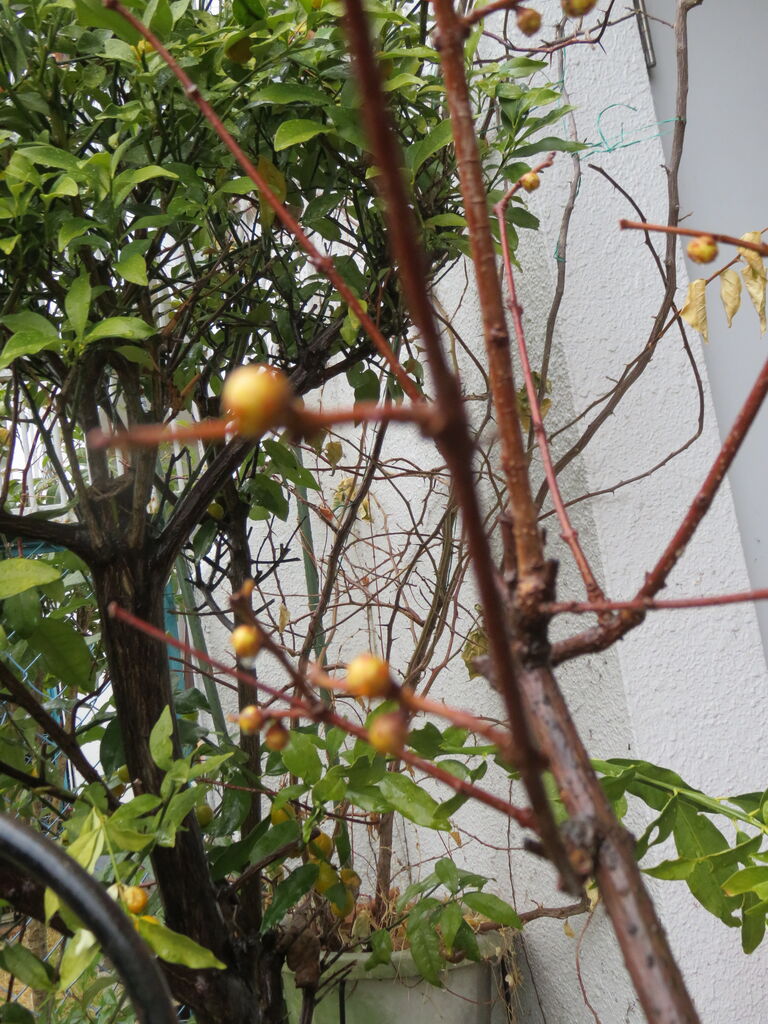 咲かない 蝋梅 飲み進むと ハート が出てくるコーヒー ゆるりと暮らす 咲かない 蝋梅 飲み進むと ハート が出てくるコーヒー ゆるりと暮らす