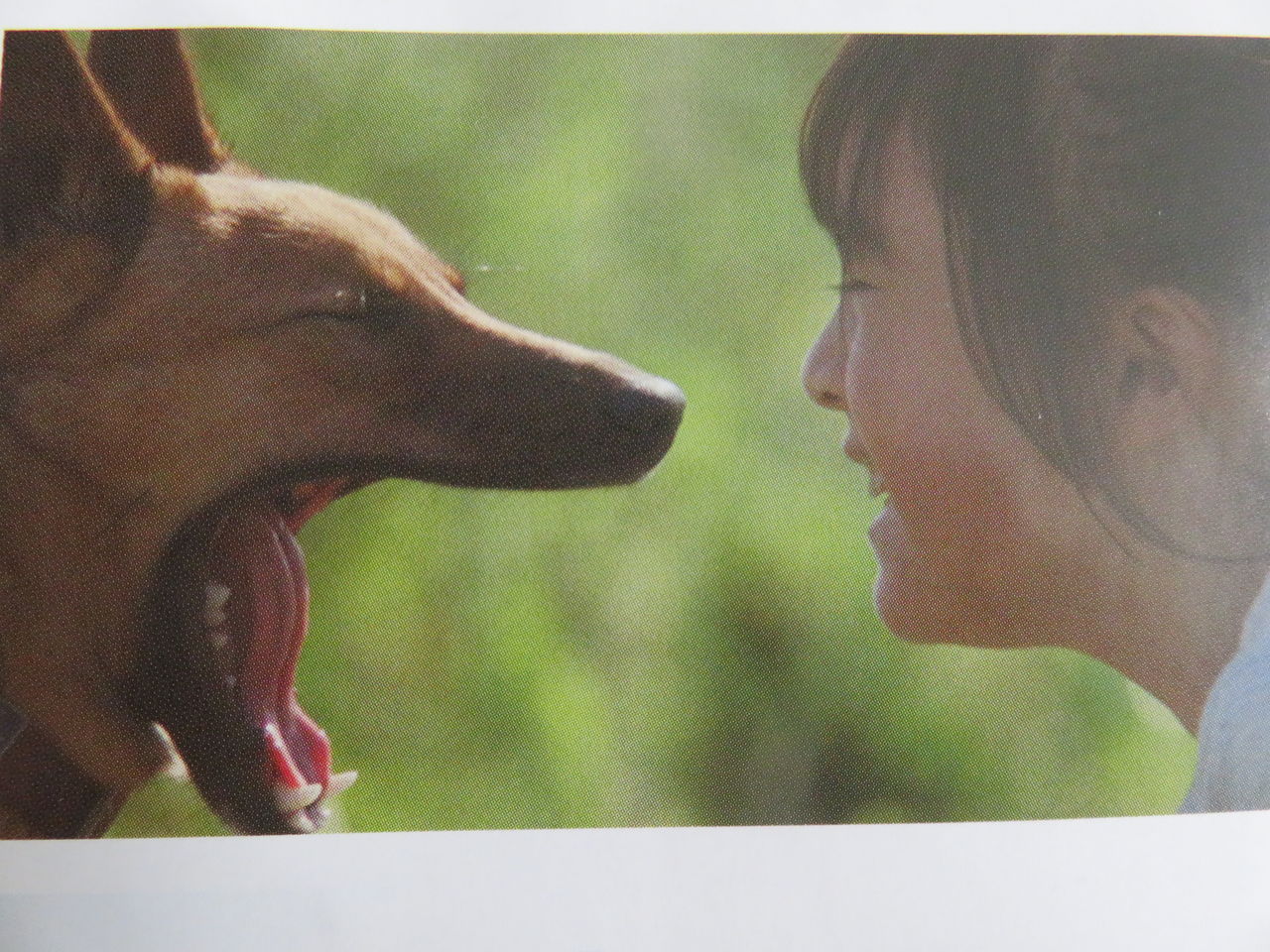 野良犬の子だったけど 映画 デビューした子 ゆるりと暮らす 野良犬の子だったけど 映画 デビューした子 ゆるりと暮らす