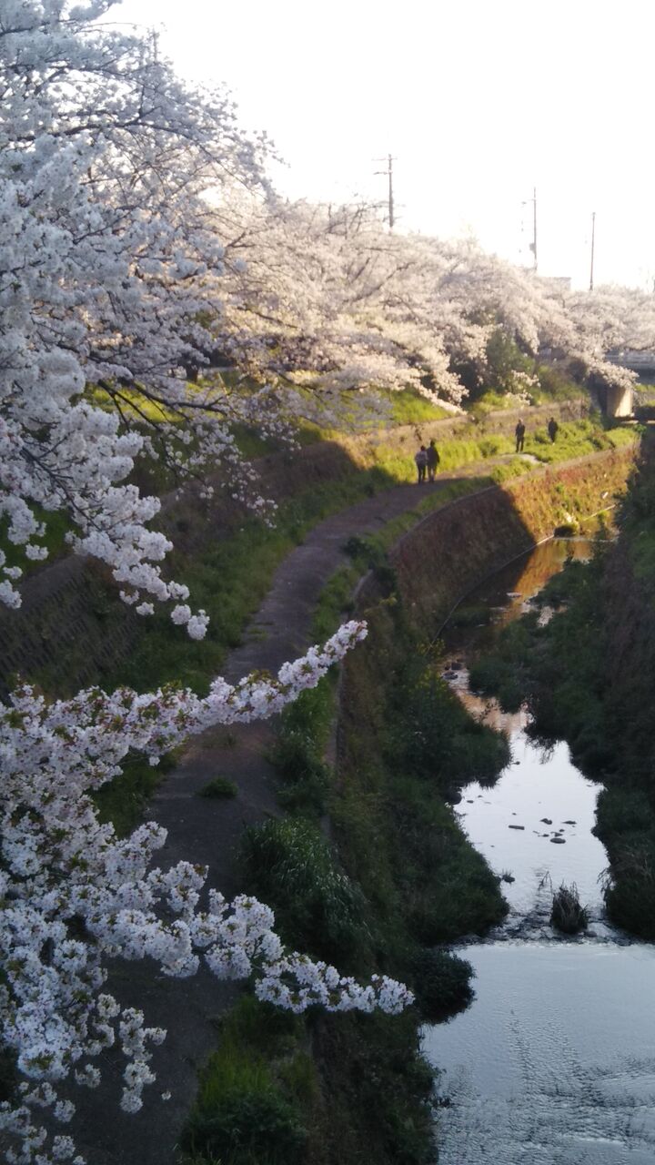 ヒヨドリが来なくなったから 花が復活 ゆるりと暮らす ヒヨドリが来なくなったから 花が復活 ゆるりと暮らす