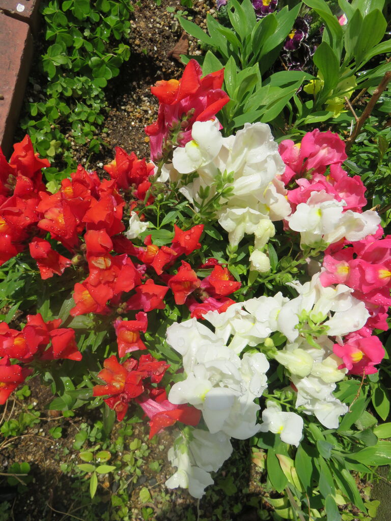 咲いてきた クレマチス 薔薇 アンクルウオーター 最後のランチ ゆるりと暮らす 咲いてきた クレマチス 薔薇 アンクルウオーター 最後のランチ ゆるりと暮らす