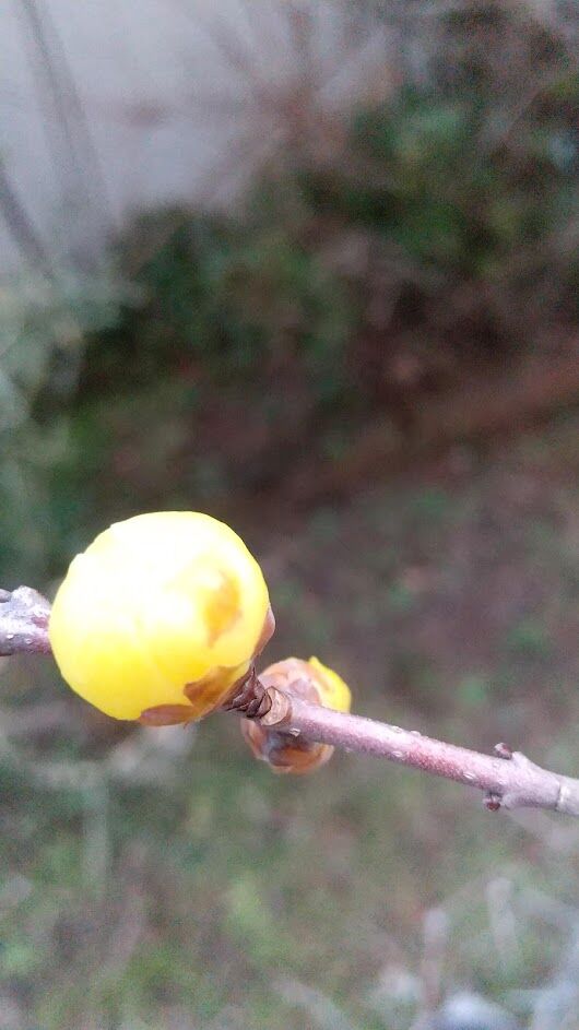 まだ咲かない 蝋梅 モッコウバラ 剪定 は体力と相談しながら ゆるりと暮らす