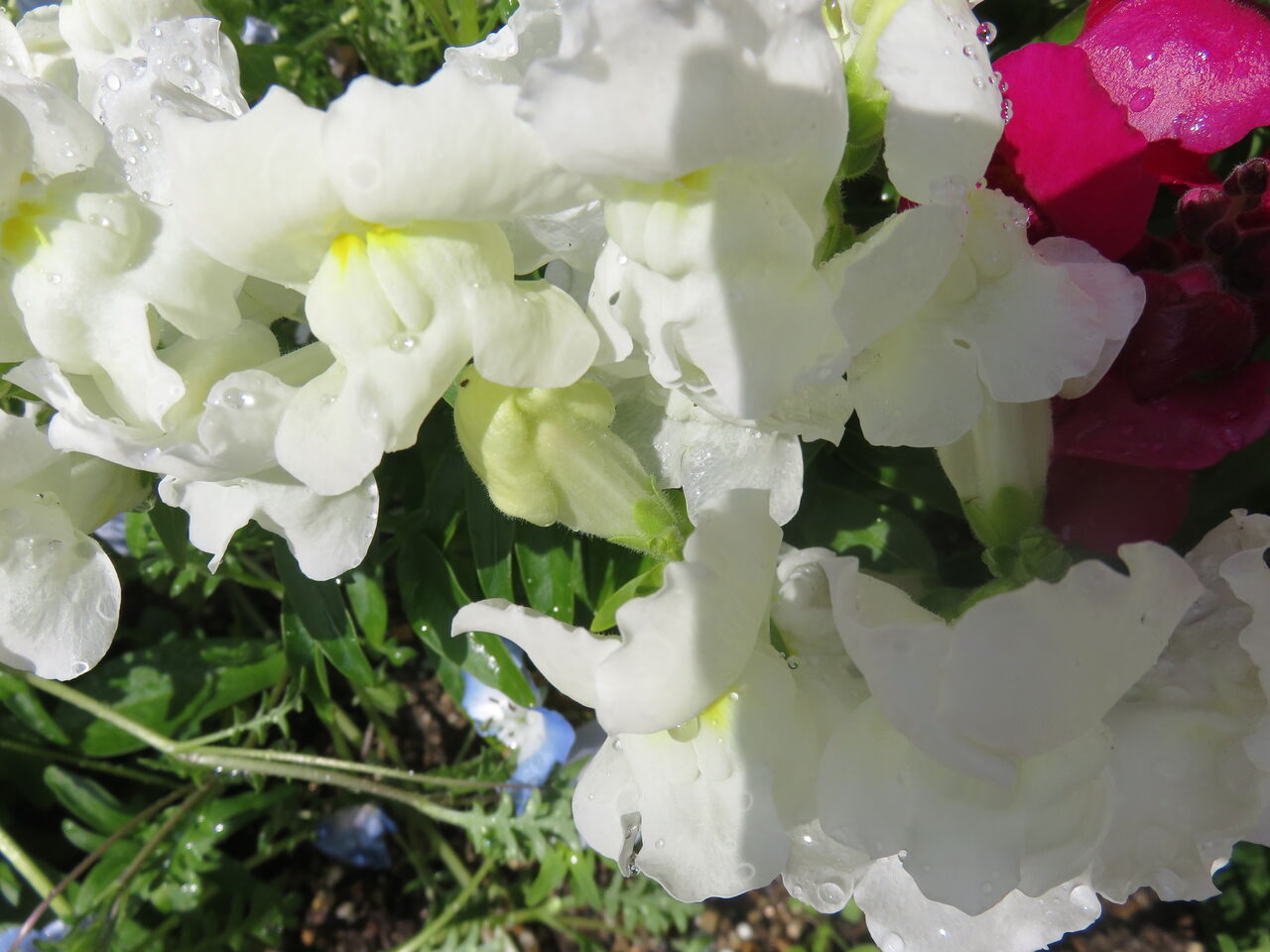 咲いてきた クレマチス 薔薇 アンクルウオーター 最後のランチ ゆるりと暮らす 咲いてきた クレマチス 薔薇 アンクルウオーター 最後のランチ ゆるりと暮らす