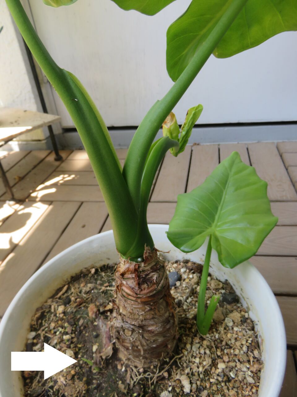 生きていた クワズイモ あの あん玉 そして 伊勢神宮 に行けるかしら ゆるりと暮らす 生きていた クワズイモ あの あん玉 そして 伊勢神宮 に行けるかしら ゆるりと暮らす