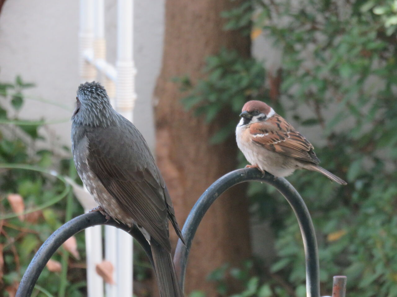メジロ ヒヨドリ スズメ ハクセキレイ 飽きない庭 ゆるりと暮らす