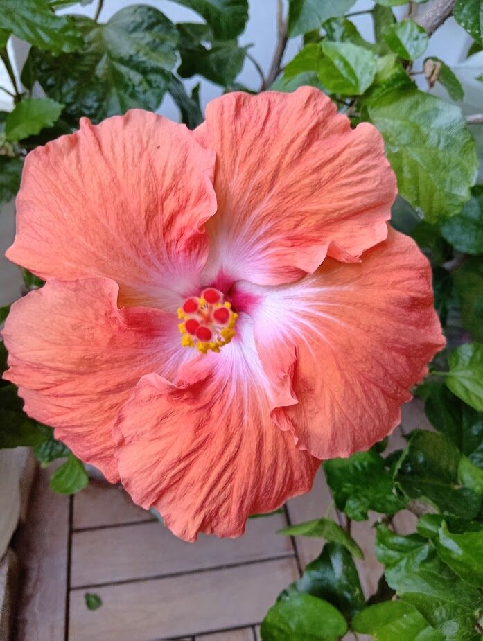 元気に開花しました「ハイビスカス」… : ゆるりと暮らす