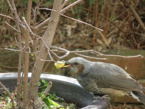 ヒヨドリ と ムクドリ ゆるりと暮らす ヒヨドリ と ムクドリ ゆるりと暮らす