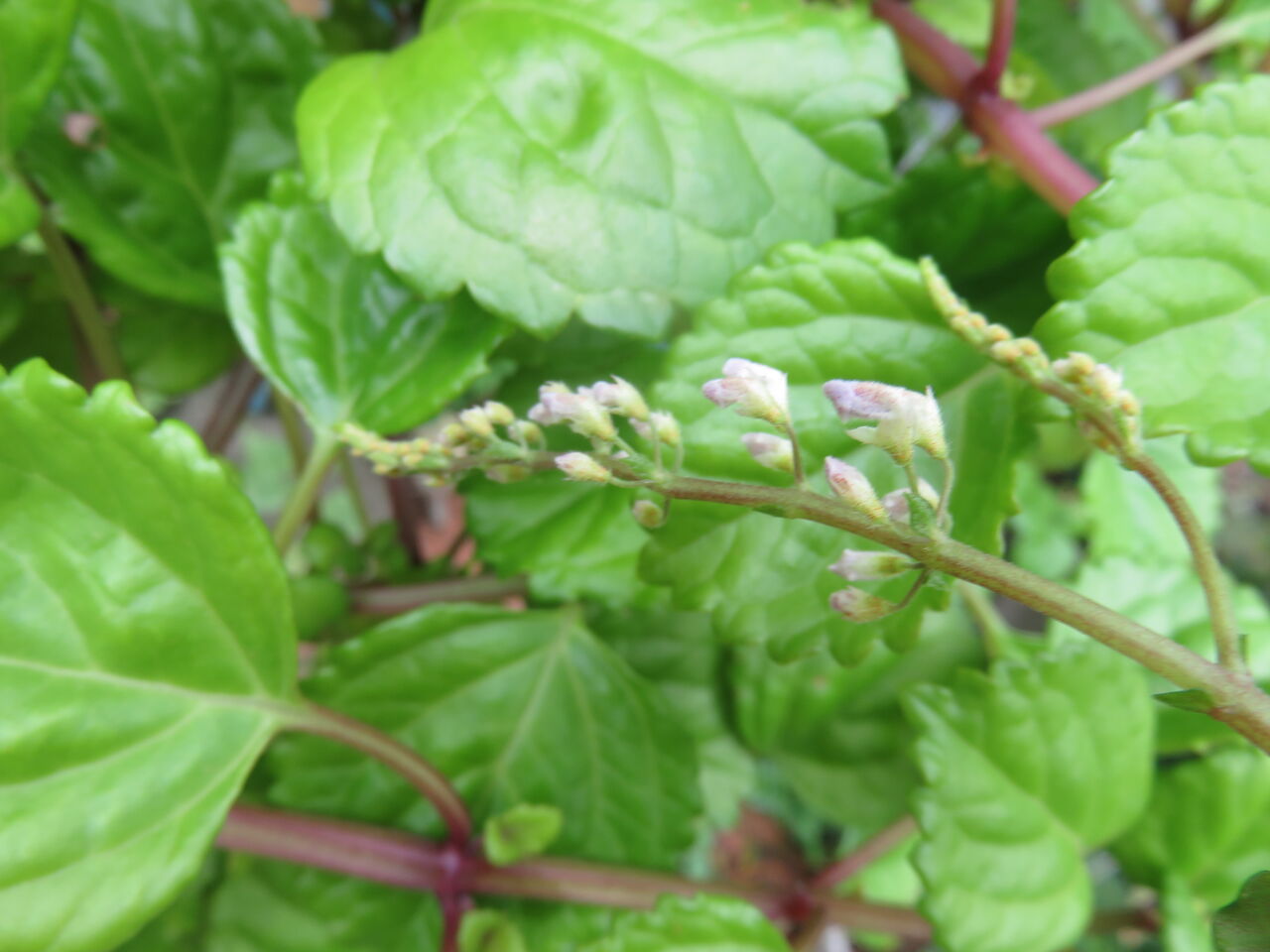 半年後の プレクトランサス スエーデンアイビー ヘクソカズラ ゆるりと暮らす