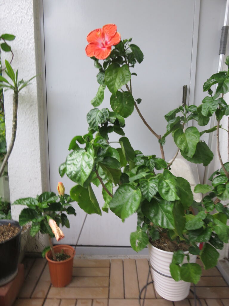 マゴの ハイビスカス の子供に花 スタバ ゆるりと暮らす