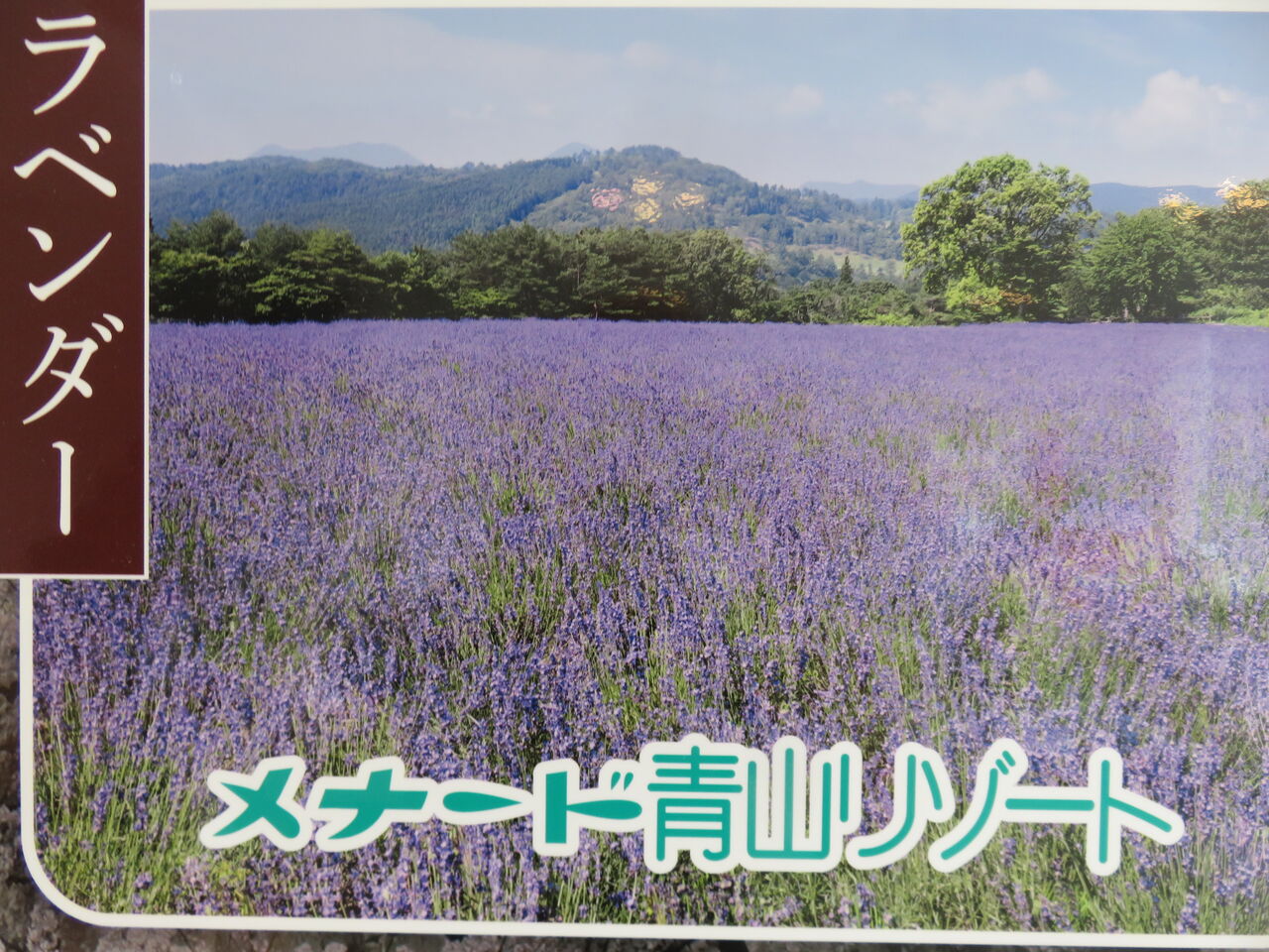 メナード青山リゾート ラベンダー畑 は ゆるりと暮らす メナード青山リゾート ラベンダー畑 は ゆるりと暮らす