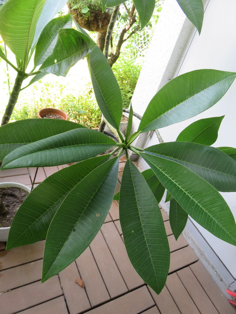 プルメリア が巨大になってしまいました ゆるりと暮らす プルメリア が巨大になってしまいました ゆるりと暮らす