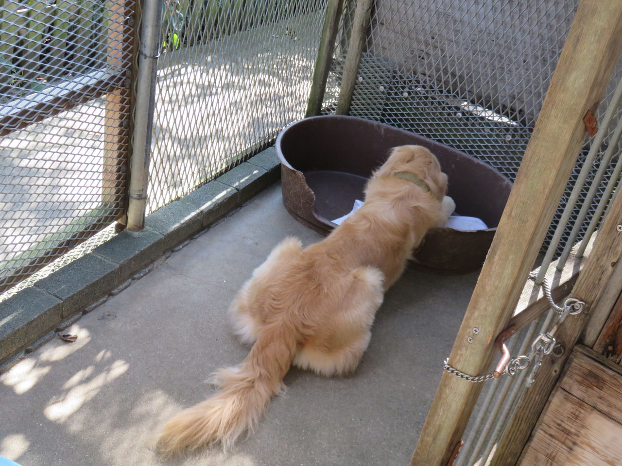 土佐犬を 部屋で飼う って凄いなぁ の アークの日 ゆるりと暮らす