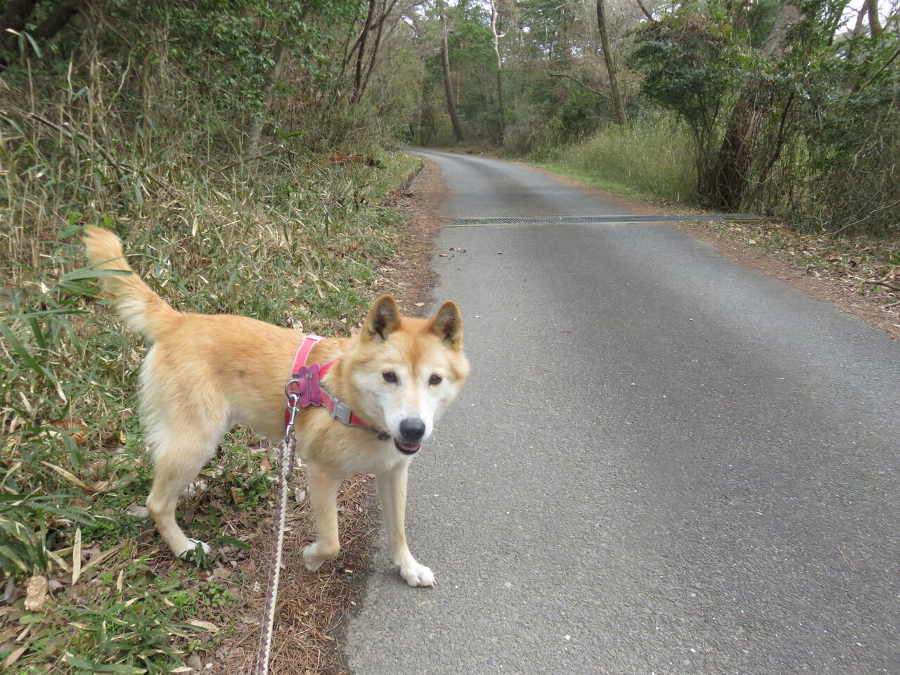 山桜 にも癒されたアークの日 ゆるりと暮らす 山桜 にも癒されたアークの日 ゆるりと暮らす