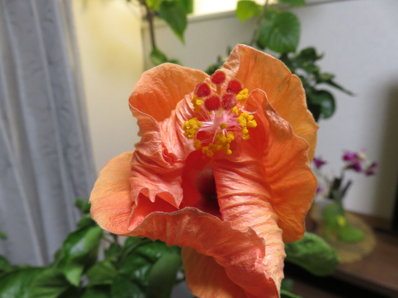 ハイビスカス」5日目に閉じた花・・・・ : ゆるりと暮らす