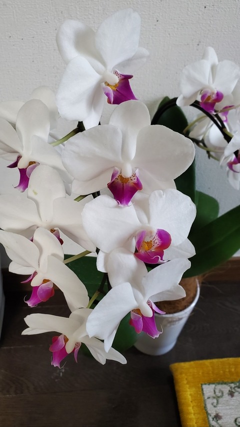 Screenshot_20230708-125921_Gallery