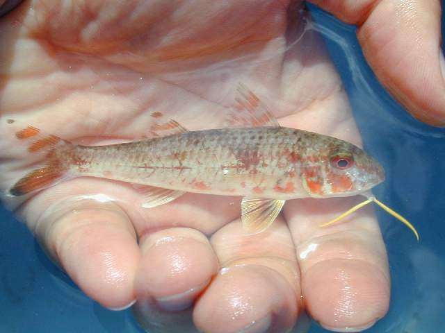 舞鶴の釣り 後編 Kosukaファミリーの暮らし日記