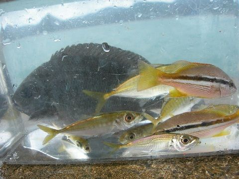 1910fish06