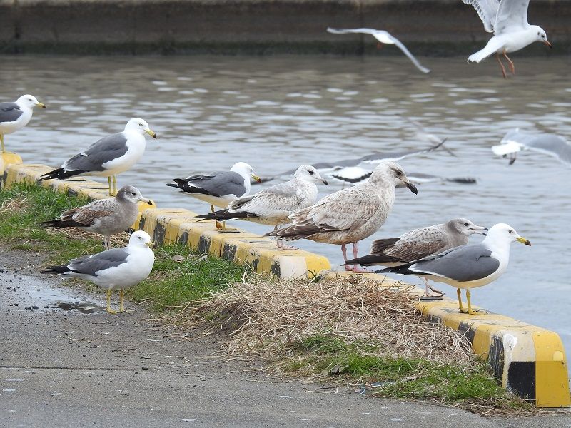 銚子 稲敷へ 銚子編 カナダカモメ セグロカモメ類 Kosukaファミリーの暮らし日記 銚子 稲敷へ 銚子編 カナダカモメ セグロカモメ類 Kosukaファミリーの暮らし日記