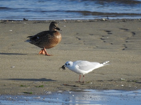 1812bird02