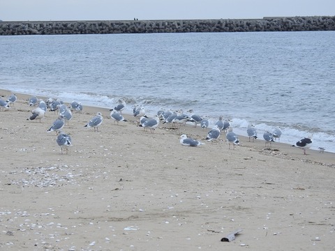 1812bird08