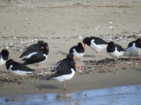 1812bird05