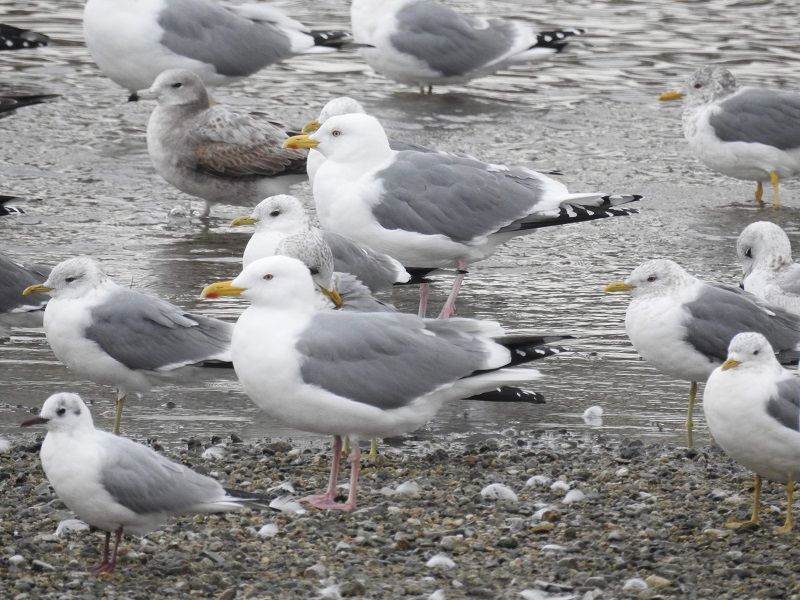 大和川にて あれがモンゴリクスでいいでしょ Kosukaファミリーの暮らし日記