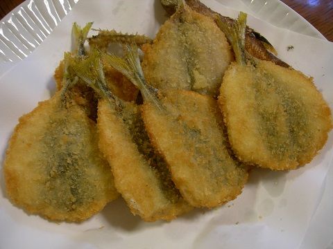 1910fish10