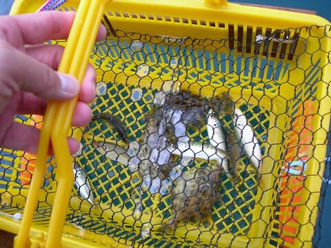 ウミックへ アジ アジ ずっとアジ Kくんは Kosukaファミリーの暮らし日記 ウミックへ アジ アジ ずっとアジ Kくんは Kosukaファミリーの暮らし日記