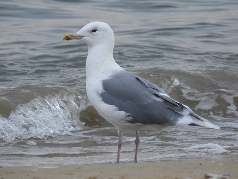 1812bird09