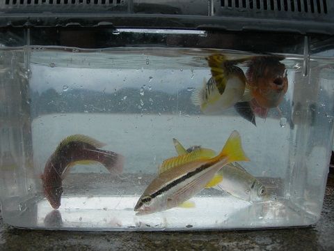 1910fish03