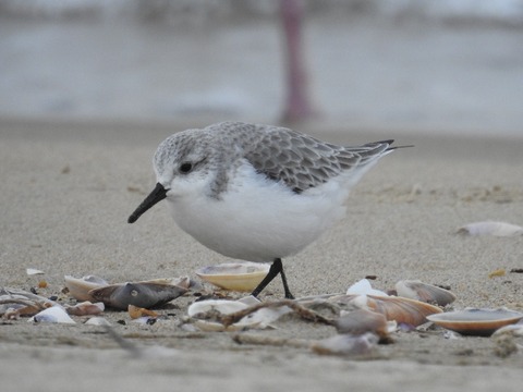 1812bird10