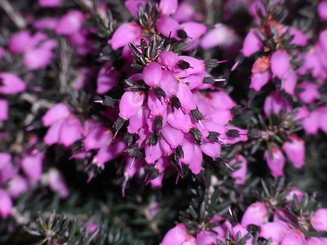 ながくて日記2:エリカの花