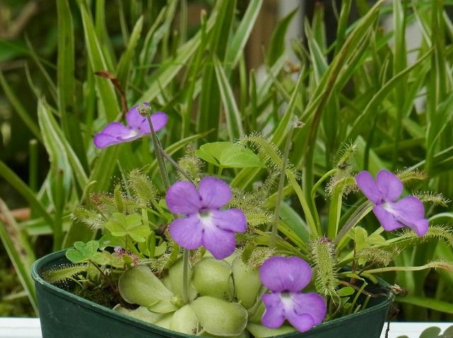ながくて日記2 庭の花 食虫植物ムシトリスミレ 9 13 ながくて日記2 庭の花 食虫植物ムシトリスミレ 9 13