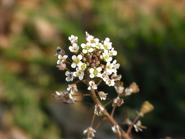 ながくて日記2:春の野草探し