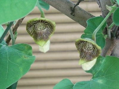 ながくて日記2 何か目立たない変な花 馬の鈴草 ながくて日記2 何か目立たない変な花 馬の鈴草