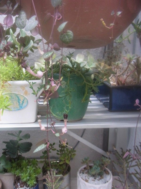 ながくて日記2 多肉植物 ハートカズラの花 ながくて日記2 多肉植物 ハートカズラの花