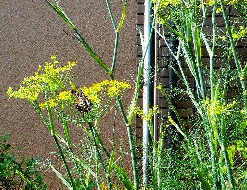 フェンネルにアゲハチョウ ながくて日記２
